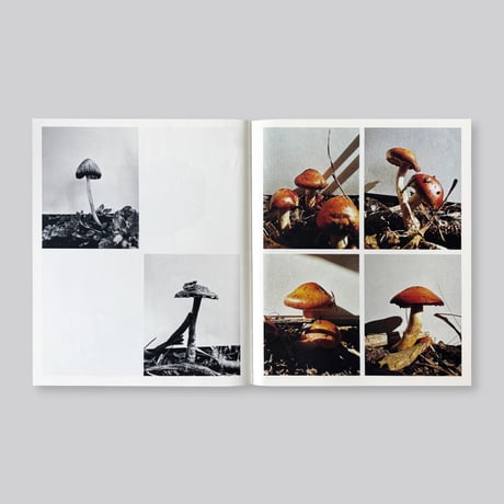 Ying Ang / Fruiting Bodies