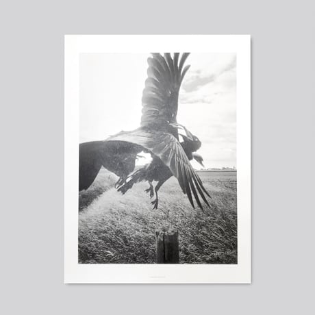 Stephen Gill / The Pillar - Large Poster