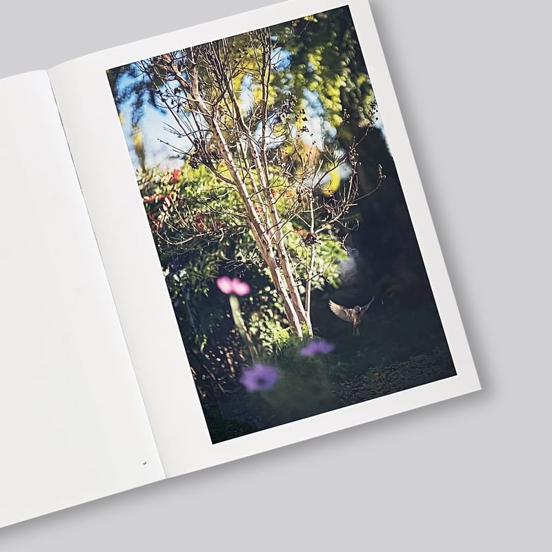 Terri Weifenbach / Des Oiseaux | POST