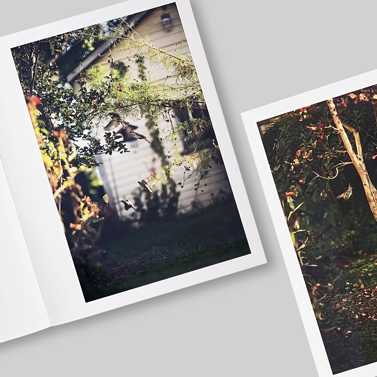 Terri Weifenbach / Des Oiseaux | POST