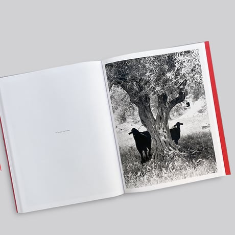 Adam Broomberg, Rafael Gonzalez / Anchor in the Landscape