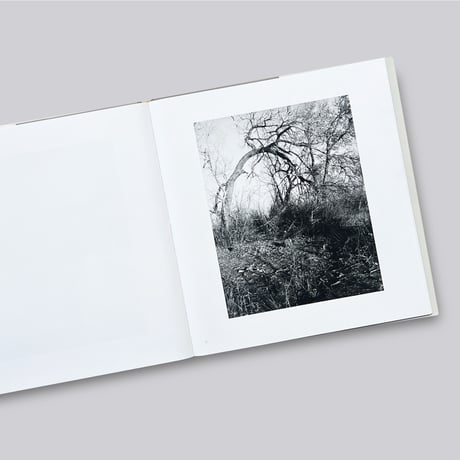 Robert Adams / Cottonwoods