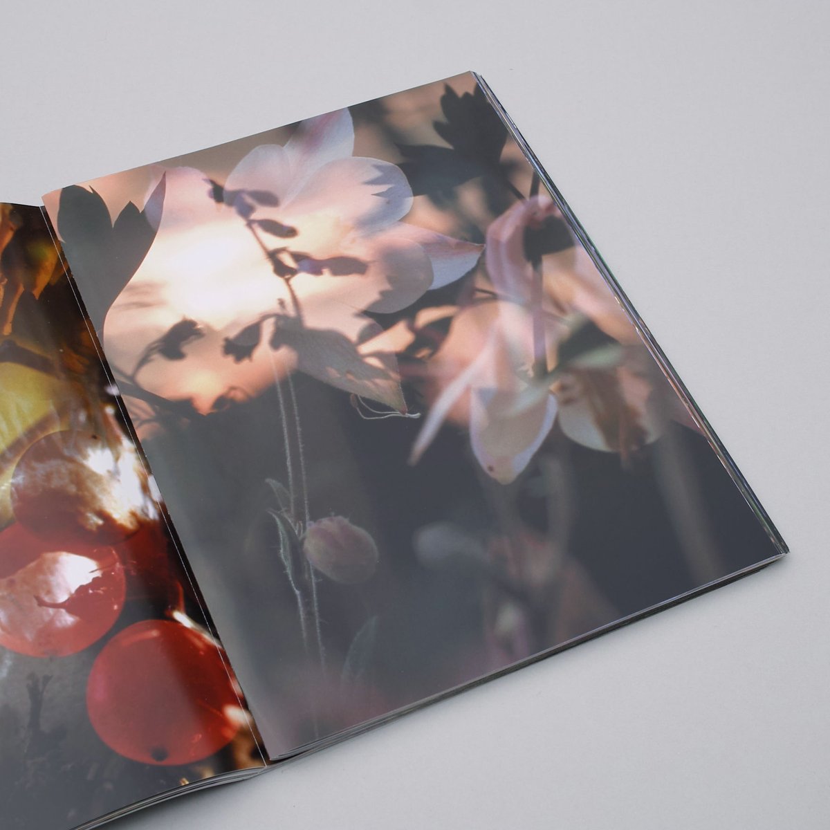 Peter Fischli and David Weiss / Flowers and Mus