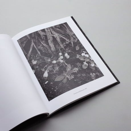 Paul Strand / The Garden at Orgeval