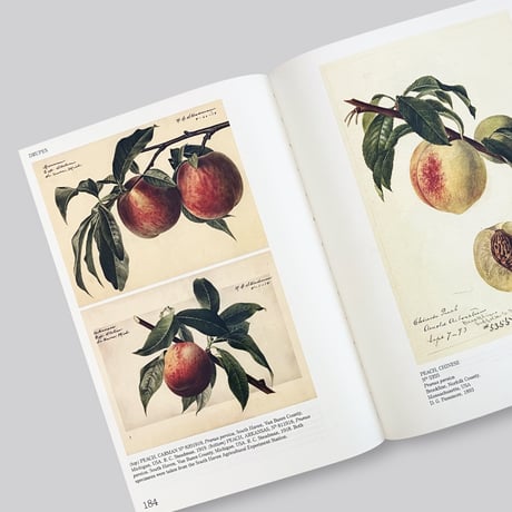 An Illustrated Catalog of American Fruits & Nuts