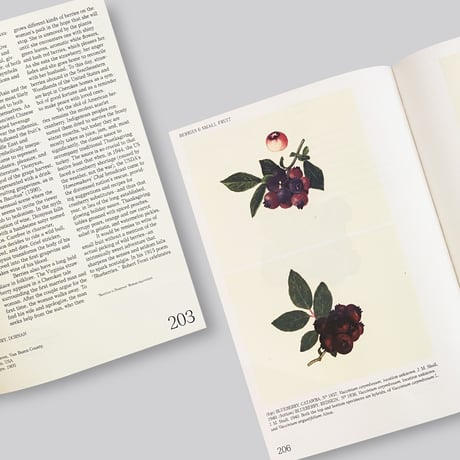 An Illustrated Catalog of American Fruits & Nuts