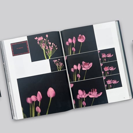 Natures vivantes - Images et imaginaires des jardins d'Albert Kahn