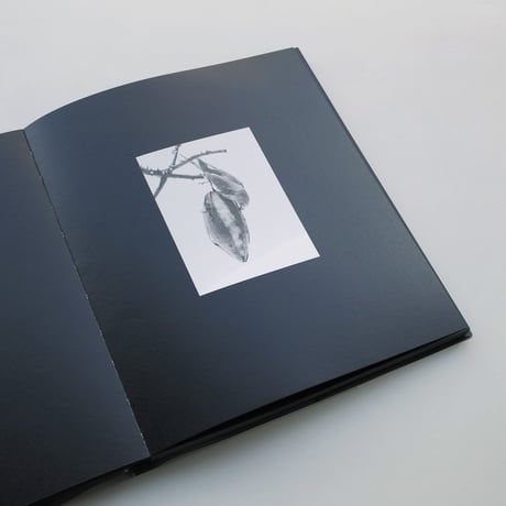 Fumi Ishino / Tinted Lines