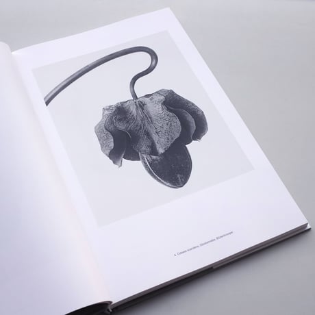 Karl Blossfeldt / Masterworks