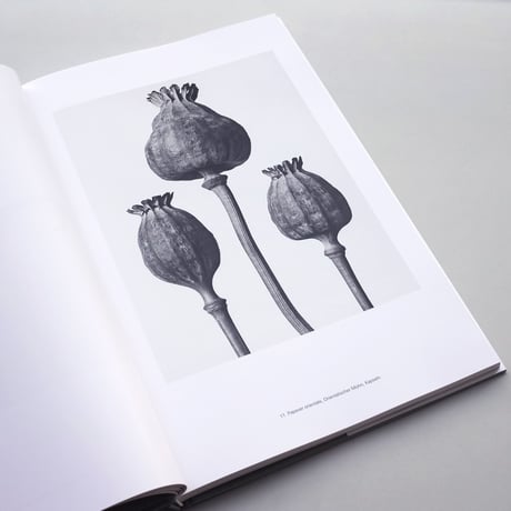 Karl Blossfeldt / Masterworks