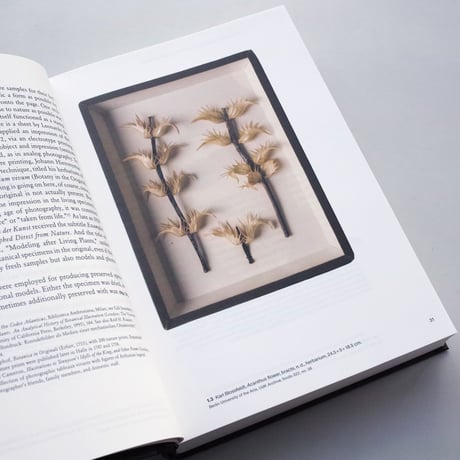 Ulrike Meyer Stump / Karl Blossfeldt: Variations