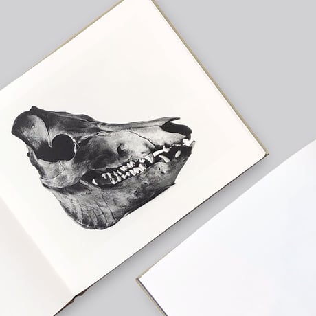 Irving Penn / Cranium Architecture