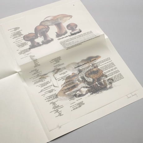 John Cage / A Mycological Foray