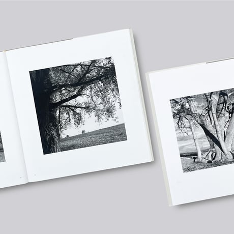 Robert Adams / Cottonwoods