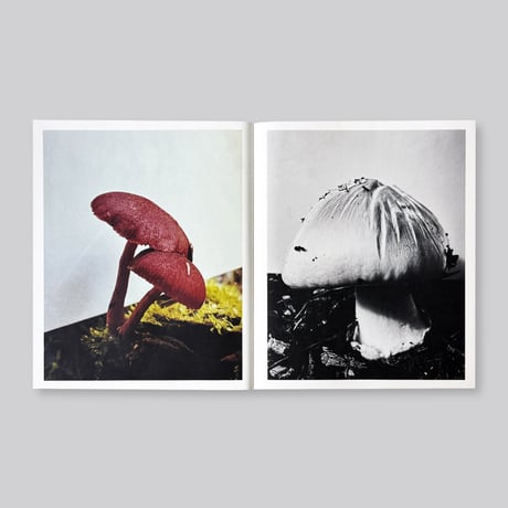 Ying Ang / Fruiting Bodies