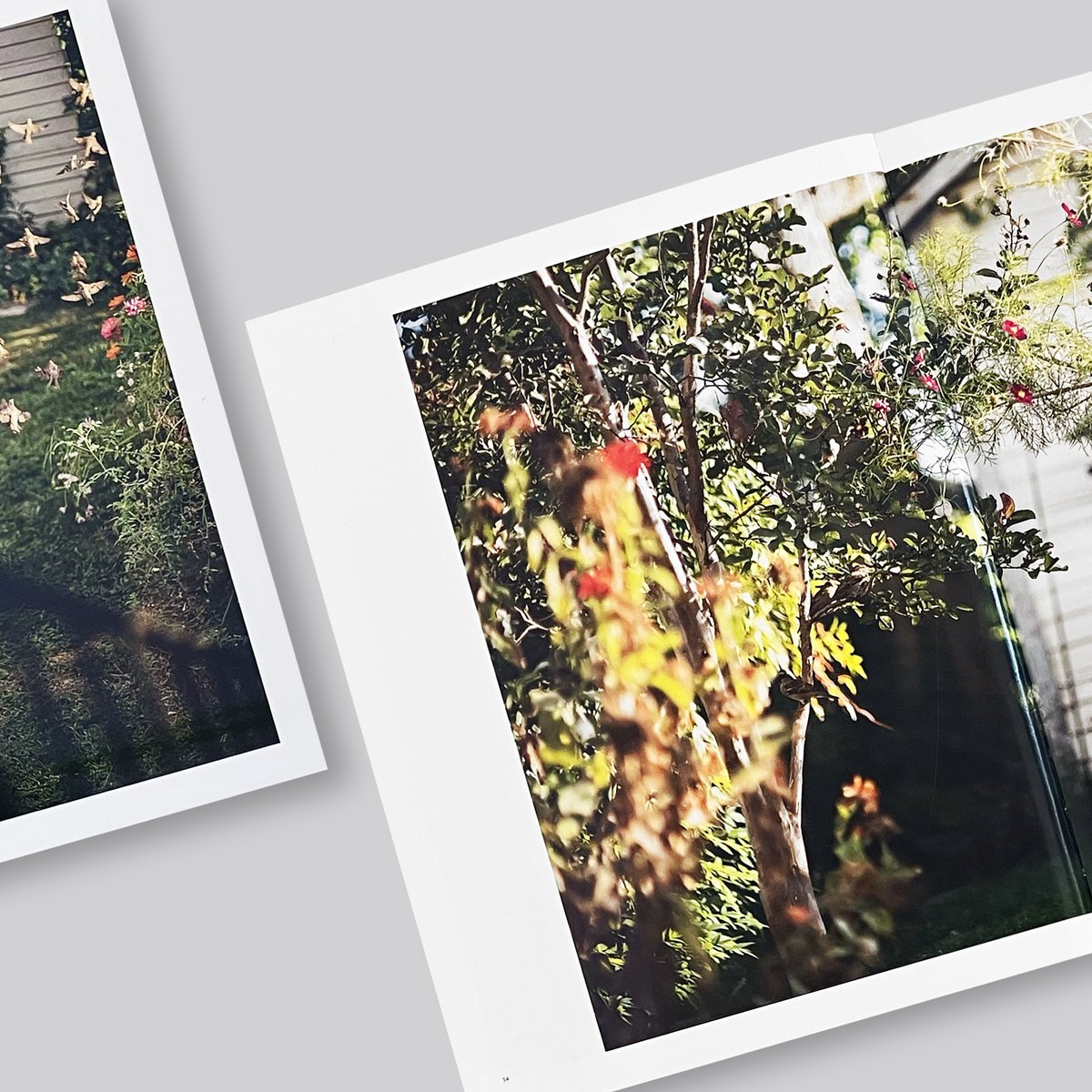 Terri Weifenbach / Des Oiseaux | POST