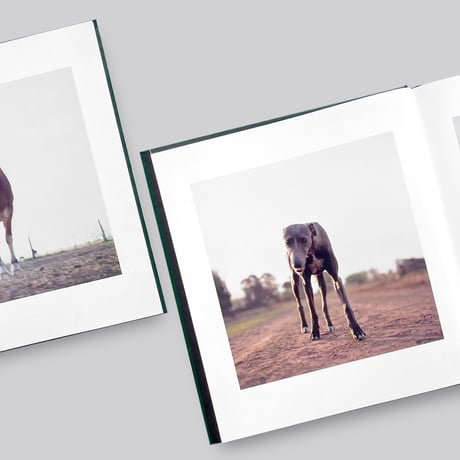 Alessandra Sanguinetti / ON THE SIXTH DAY[SIGNED]