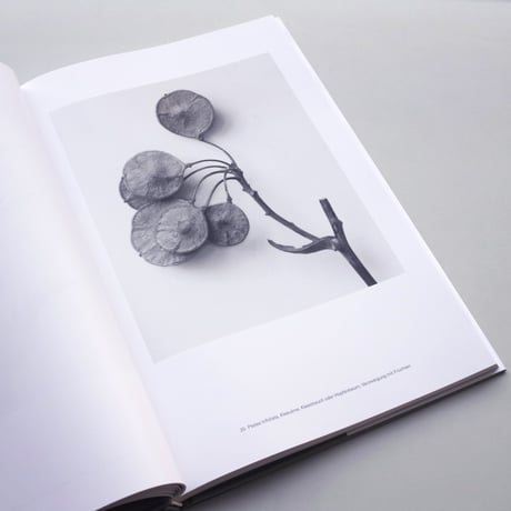 Karl Blossfeldt / Masterworks
