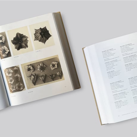 Karl Blossfeldt / Photography in the Light of Art