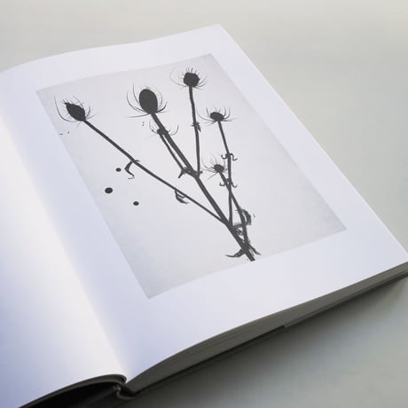 Ellsworth Kelly / Plant Drawings