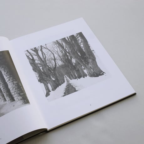 Klaus Merkel / Trees like Stones