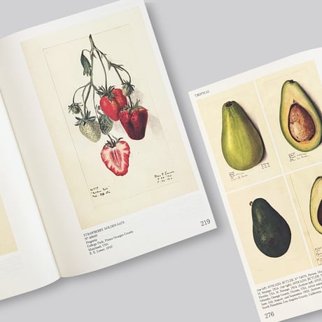 An Illustrated Catalog of American Fruits & Nuts