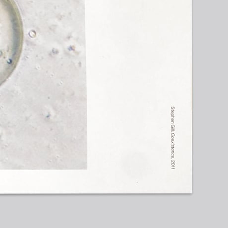 Stephen Gill / Coexistence - Large Poster