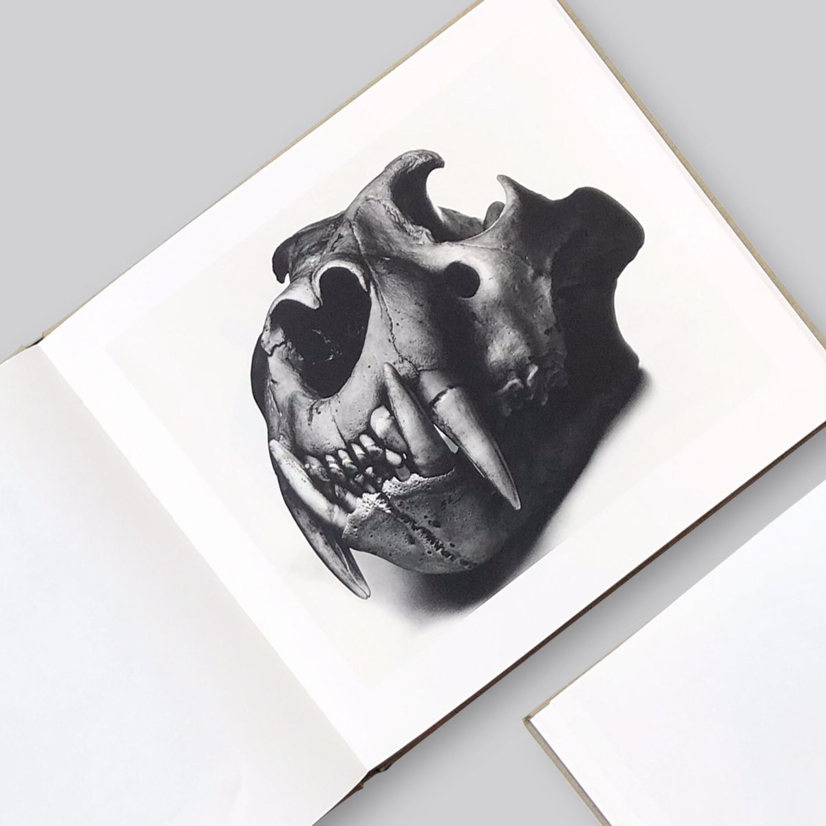 Irving Penn / Cranium Architecture | POST