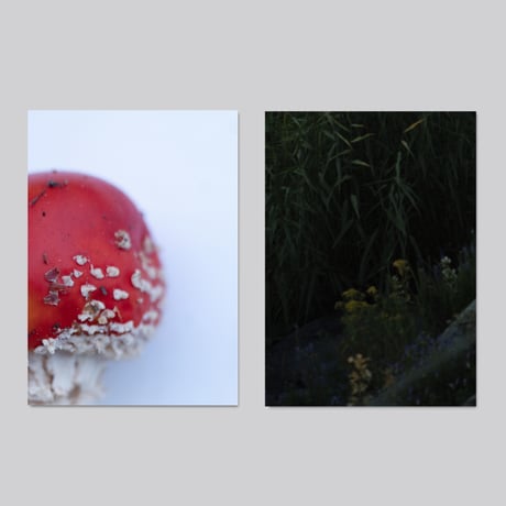 【cut print edition】群れた島々と キノコたち / Islands, Islets, and Their Mushrooms