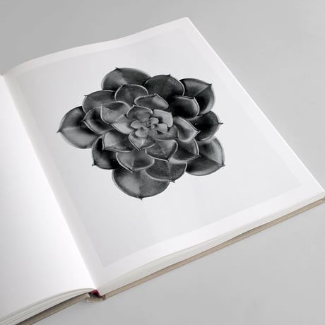 Robert Voit / The Alphabet of New Plants