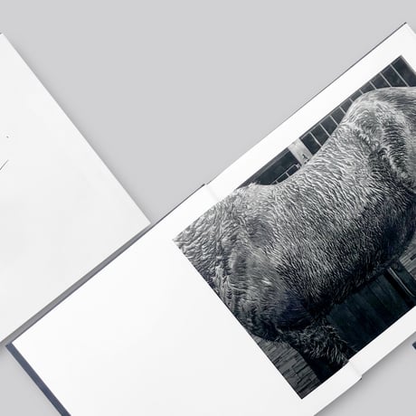 【サイン入り】Alessandra Sanguinetti  / Some Say Ice