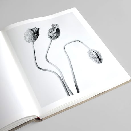 Robert Voit / The Alphabet of New Plants