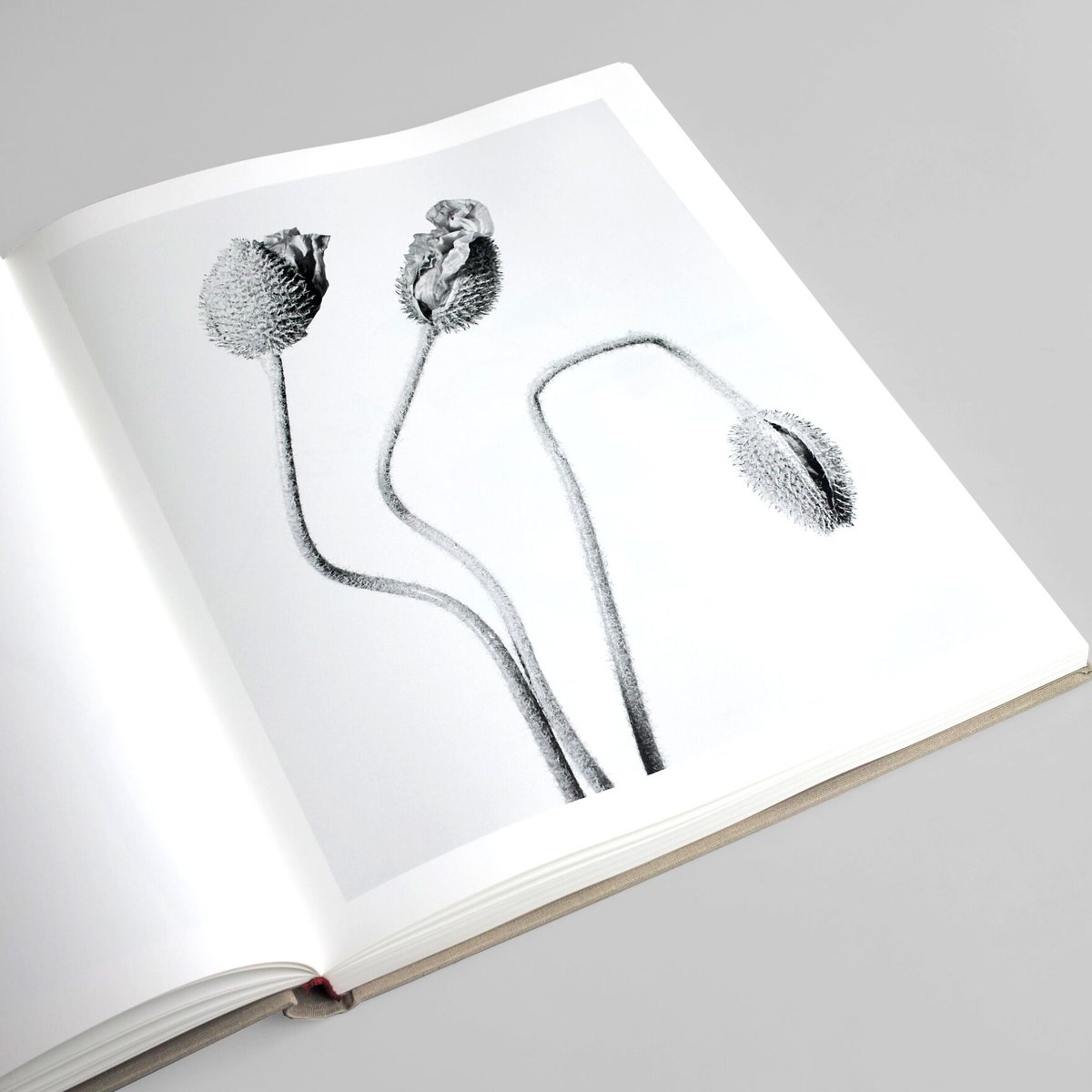 The Alphabet of New Plants　Robert Voit 21bczslwilL._UF1000,1000_QL80_.jpg