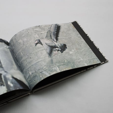 Stephen Gill / PIGEONS