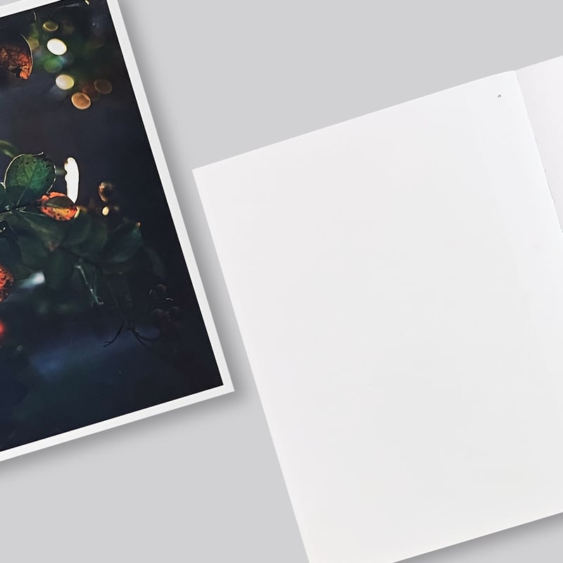 Terri Weifenbach / Des Oiseaux | POST