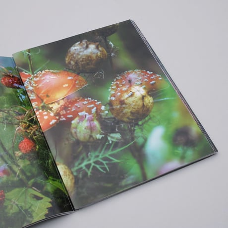 Peter Fischli and David Weiss / Flowers and Mushrooms