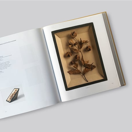 Karl Blossfeldt / Photography in the Light of Art