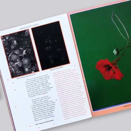 Pleasant Place 2: Nasturtiums (Tropaeolum Majus)