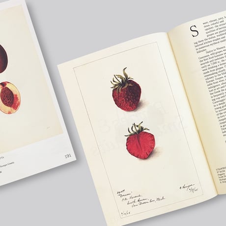 An Illustrated Catalog of American Fruits & Nuts
