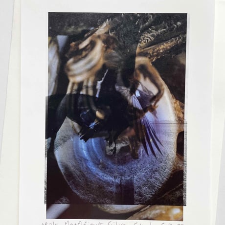 Stephen Gill / Magnificent Failure Print Edition