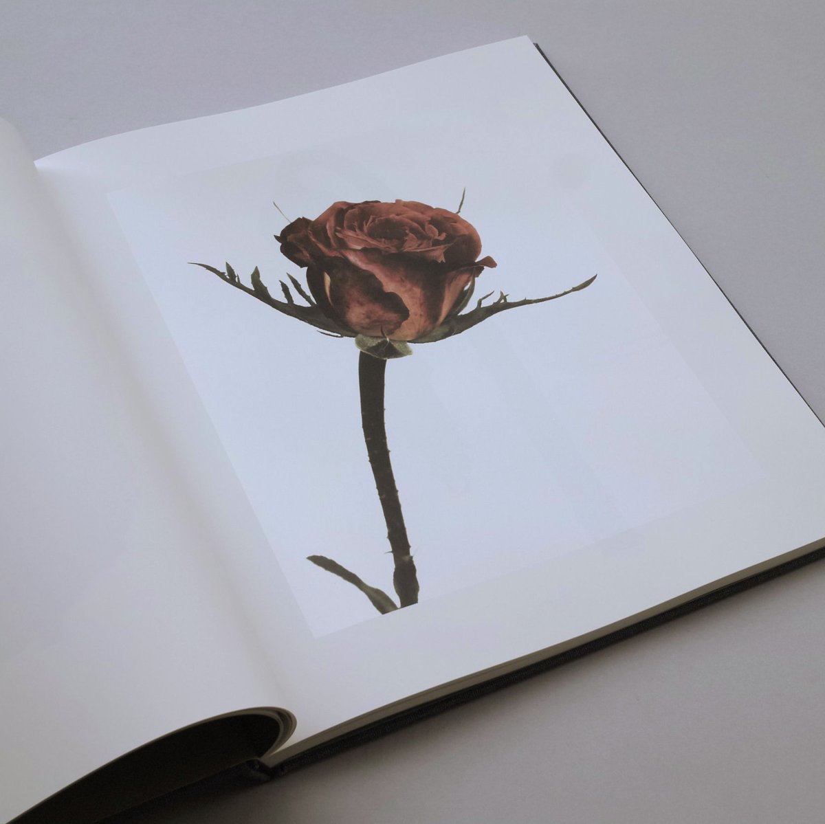 Irving Penn / Flowers | POST Irving Penn / Flowers | POST