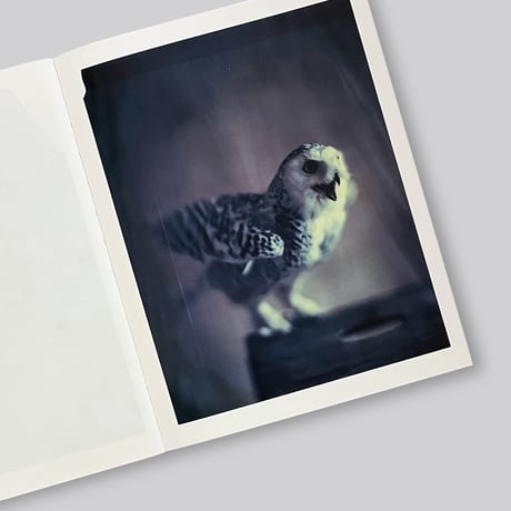 Paolo Roversi / Des oiseaux