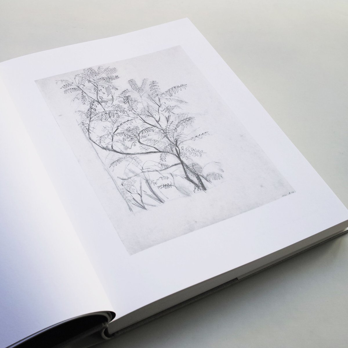 Ellsworth Kelly / Plant Drawings | POST