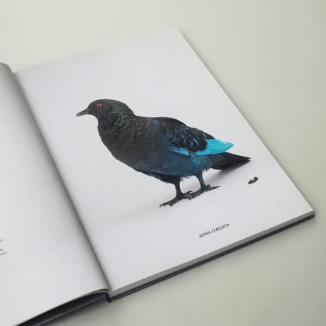 Some Pigeons are More Equal than Others