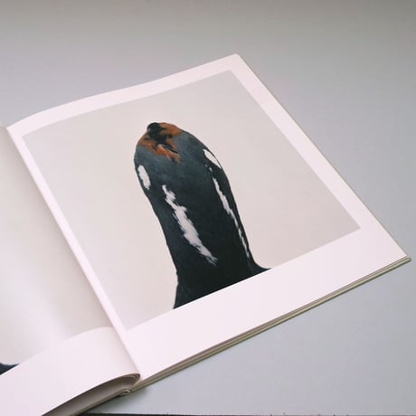 Roni Horn / bird