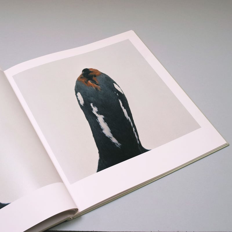 Roni Horn / bird | POST Roni Horn / bird | POST