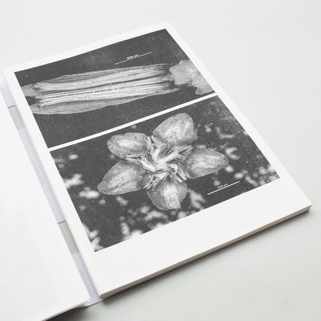 Loh Xiang Yun / Microscopic Images