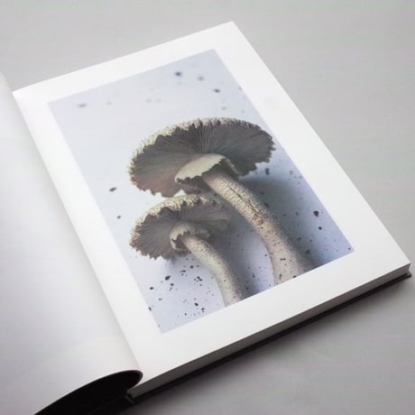ホンマタカシ / Symphony その森の子供 mushrooms from the forest（ハードカバー）
