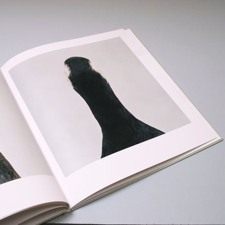 Roni Horn / bird