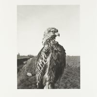 Stephen Gill / The Pillar - Collotype 1 - Edition 30